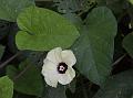 Malabar Bindweed